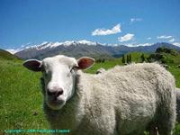Image of New Zealand Sheep at Wanaka on South Island.