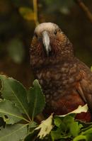 Kaka, the Brown or Bush Parrot